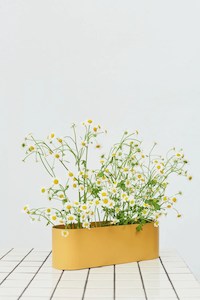 Urban Eden Co Love Boat Vessel Small Mustard – A Little Bit Floral