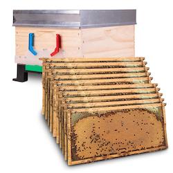 Bees: Beehive Complete, Single Brood Box