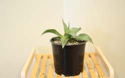 Nursery (flower, shrubs, ornamental trees): Agave mitis var albidior