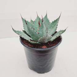 Nursery (flower, shrubs, ornamental trees): Agave parryi (Parry's agave)