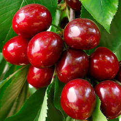 Seasonal Fruit: Seasonal Cherries