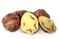 Vegetable Seeds: MÄori Potato 'Moemoe'