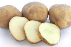 Vegetable Seeds: Potato âRocketâ