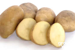 Vegetable Seeds: Potato âJersey Bennesâ