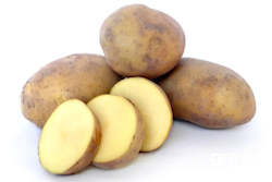 Potato âAgriaâ