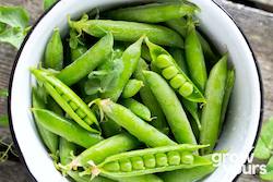 Vegetable Seeds: Pea ‘Greenfeast’