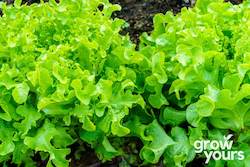 Lettuce ‘Green Salad Bowl’