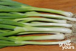 Spring Onion ‘Tokyo Long White’