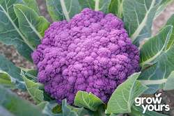 Cauliflower ‘Violetta Italia’