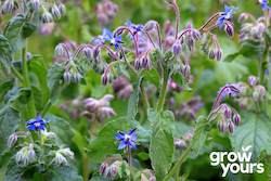 Borage