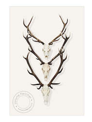 Favourites: Framed Print - Antlers x 3