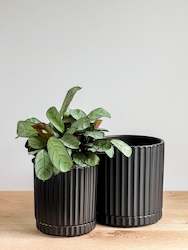 Plant, garden: Athens Planter - Black