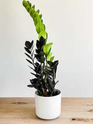 Plant, garden: Zamioculcas 'Black Knight'