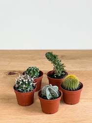 Plant, garden: Mini Cacti