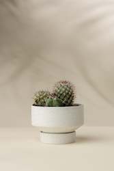 Plant, garden: Custom Curation [1] Cacti in Porcelain