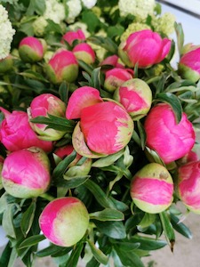 Coral Peony Perfection - Kakariki Flowers