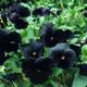 Viola black devil