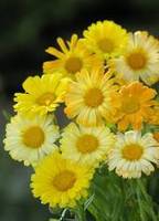 Garden supply: Calendula Daisy Faces