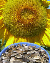 Sunflower golden toasted F1