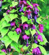 Garden supply: Rhodochiton purple bells