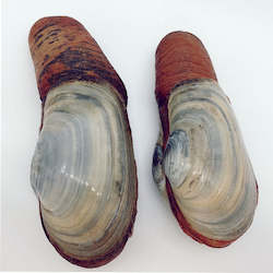 Live Seafood: Live Geoduck/piece (coming-soon)