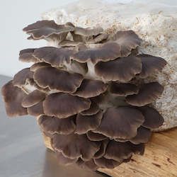 Mushroom growing: Italian Oyster Commercial Grow Kit