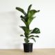 Dwarf Fiddle Leaf Fig