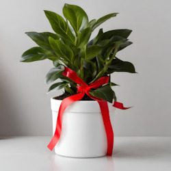 Plant, garden: 3 month Christmas Indoor Plant Subscription