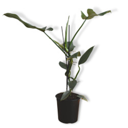 Philodendron Grey Silver Sword (includes shipping)