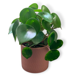 Peperomia Raindrop Indoor Plant and Pot combo (Includes Shipping)