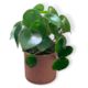 Peperomia Raindrop Indoor Plant and Pot combo (Includes Shipping)