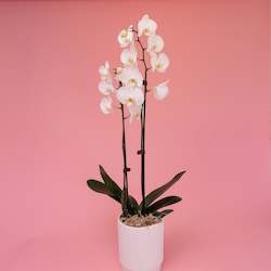 Growing Gifts: Phalaenopsis Orchid Plant