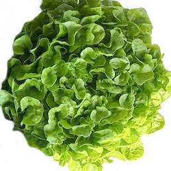 Lettuce, green Oakleaf - whole head