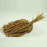 Seed wholesaling: Millet sprays - seed and feed