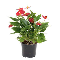 Gift: Anthurium Red Success 12CM
