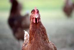 Mixed livestock farming: Hy-line Brown Pullet (Laying Hen) available August 2023.