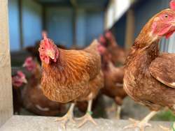Mixed livestock farming: Hy-line Brown Laying Hen - 10 months old